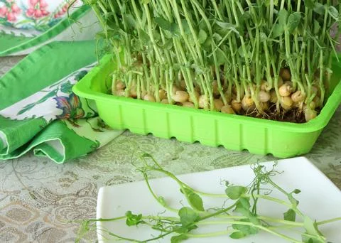 Sprouted pea shoots on table in kitchen. Healthy eating. Vitamins at home. Stock Photos