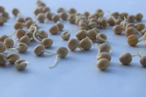 Sprouted pea in white background. Фото