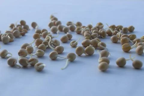 Sprouted pea in white background. Stock Photos