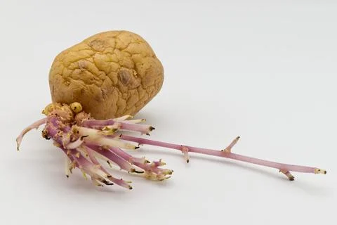 Sprouted potato isolated on white background. Stock-Fotos