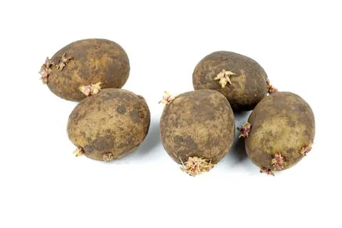 Sprouted Potato Stock Photos