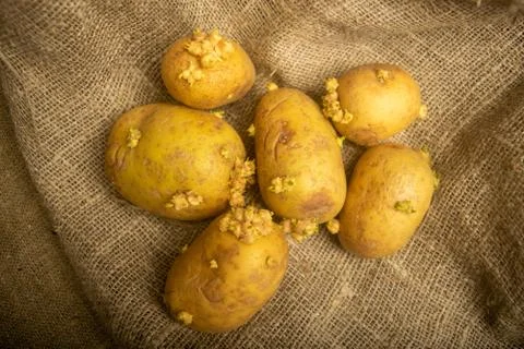 Sprouted potatoes on a background of coarse sacking. Autumn harvest. Seed pot Stock Photos