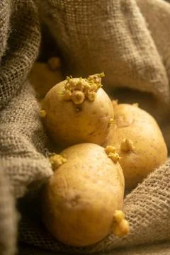 Sprouted potatoes on a background of coarse sacking. Autumn harvest. Seed pot Stock Photos