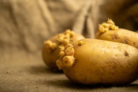 Sprouted potatoes on a background of coarse sacking. Autumn harvest. Seed pot Stock Photos