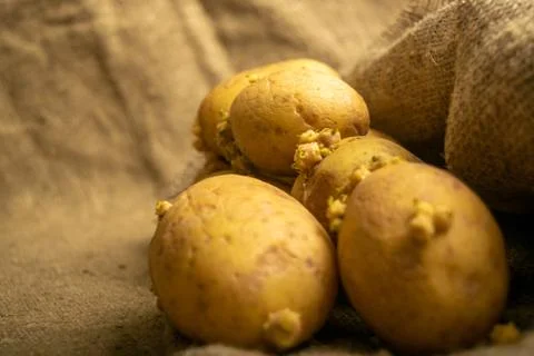 Sprouted potatoes on a background of coarse sacking. Autumn harvest. Seed pot Stock Photos