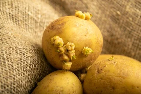 Sprouted potatoes on a background of coarse sacking. Autumn harvest. Seed pot Stock Photos