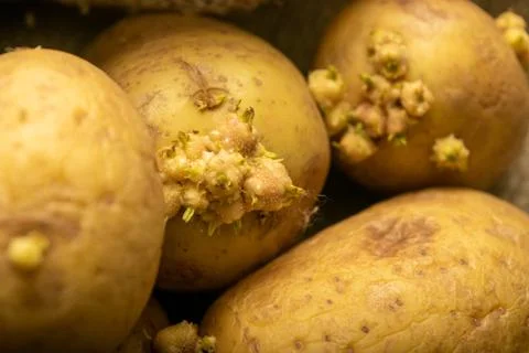 Sprouted potatoes on a background of coarse sacking. Autumn harvest. Seed pot Stock Photos