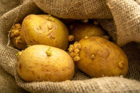 Sprouted potatoes on a background of coarse sacking. Autumn harvest. Seed pot Stock Photos