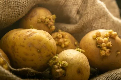 Sprouted potatoes on a background of coarse sacking. Autumn harvest. Seed pot Stock Photos