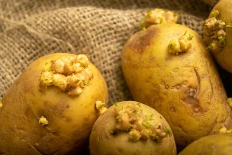 Sprouted potatoes on a background of coarse sacking. Autumn harvest. Seed pot Stock Photos