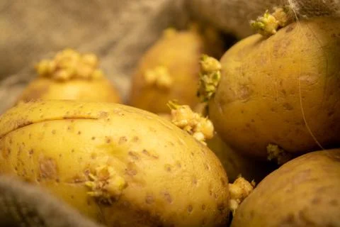 Sprouted potatoes on a background of coarse sacking. Autumn harvest. Seed pot Stock Photos