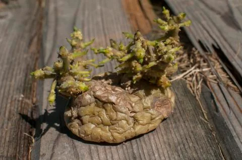 Sprouted potatoes closeup Stock Photos