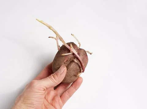 Sprouted potatoes in the hand on a white background, a sprout for planting a  Stock Photos
