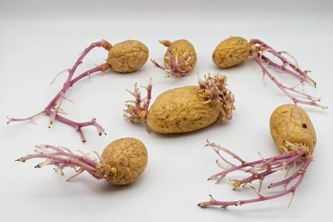 Sprouted potatoes isolated on white background. Stock-Fotos