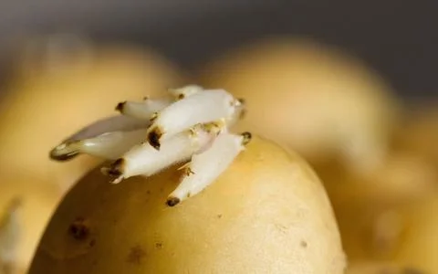 Sprouted potatoes. Macro shot of seed potatoes with sprouts. root crops for Stock Photos