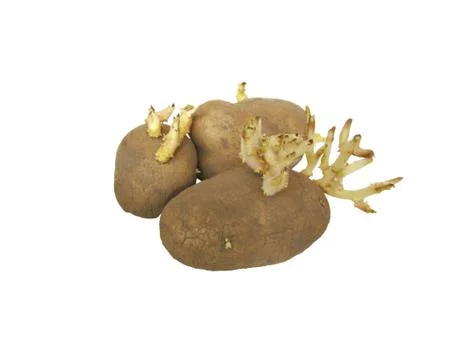 Sprouted potatoes Stock Photos