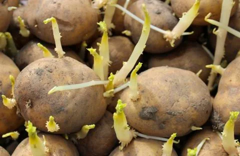 Sprouted potatoes Stock Photos