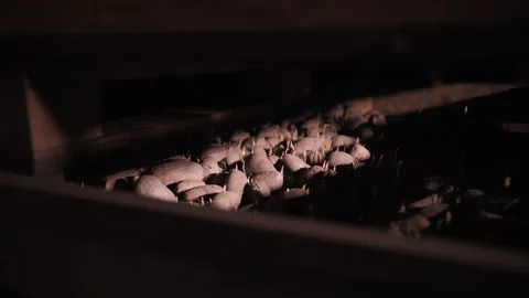 Sprouted potatoes for seedlings in a box Stock Footage 256991959