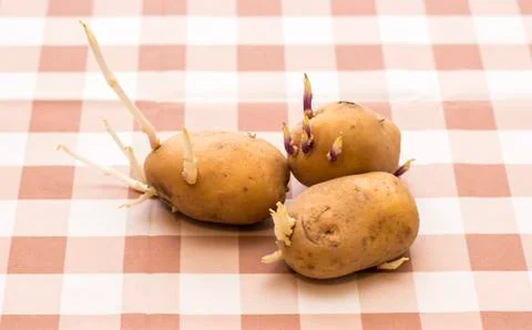 Sprouted potatoes on table Stock Photos
