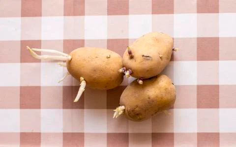 Sprouted potatoes on table Stock Photos