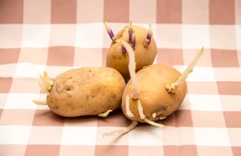 Sprouted potatoes on table Stock Photos