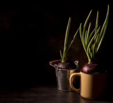 Sprouted red onion in a circle on a dark background in a dark key Stock Photos