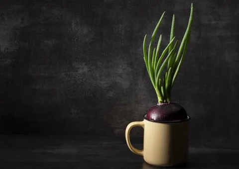 Sprouted red onion in a circle on a dark background in a dark key Stock Photos