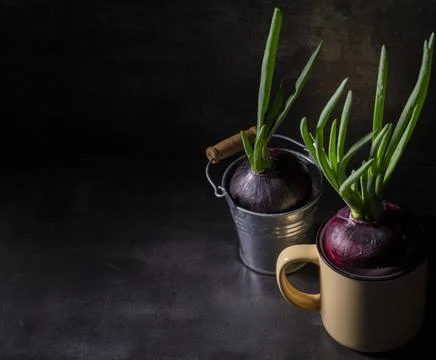 Sprouted red onion in a circle on a dark background in a dark key Stock Photos