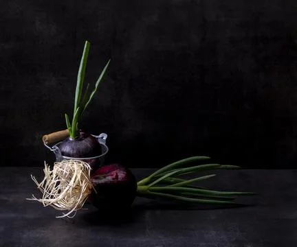 Sprouted red onion in a circle on a dark background in a dark key Stock Photos