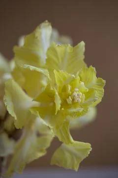 Sprouted rotten white cabbage. Old rotten cabbage loaf with young flowering s Stock Photos