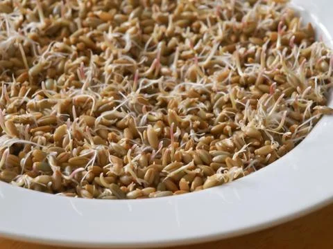 Sprouted rye Stock Photos