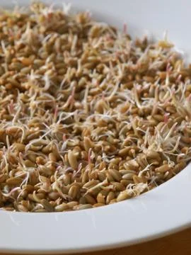 Sprouted rye Stock Photos