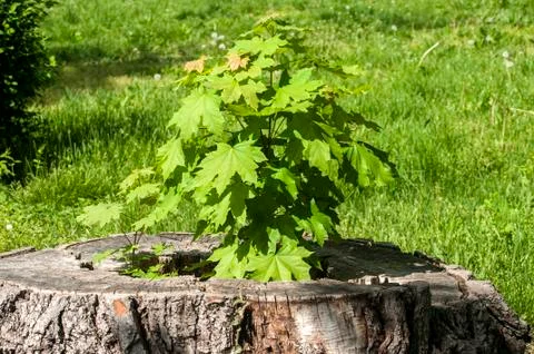 Sprouted sapling in oak log Stock Photos