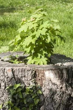 Sprouted sapling in oak log Sprouted sapling in cut oak tree log closeup C... Stock Photos