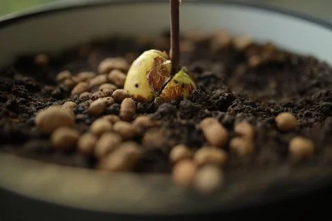 Sprouted seed avocado at home. Nature conservation concept. Avocado sprout. Stock Photos
