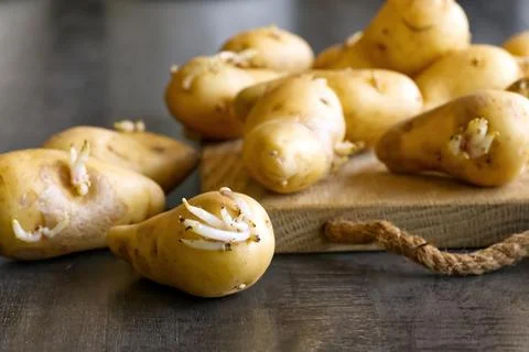 Sprouted seed potatoes on a dark table and wooden board Stock Photos