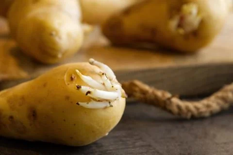 Sprouted seed potatoes on a dark table and wooden board Stock Photos