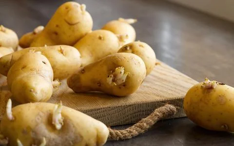 Sprouted seed potatoes on a dark table and wooden board Stock Photos