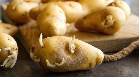 Sprouted seed potatoes on a dark table and wooden board Stock Photos