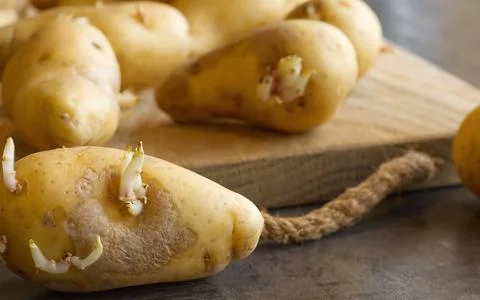 Sprouted seed potatoes on a dark table and wooden board Stock Photos