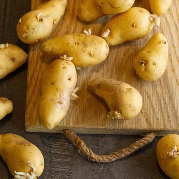 Sprouted seed potatoes on a dark table and wooden board Stock Photos