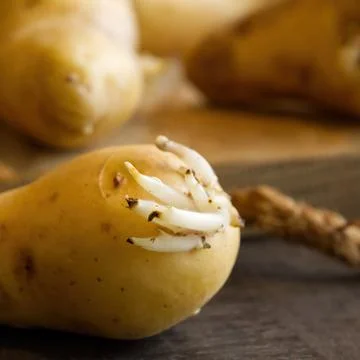 Sprouted seed potatoes on a dark table and wooden board Stock Photos
