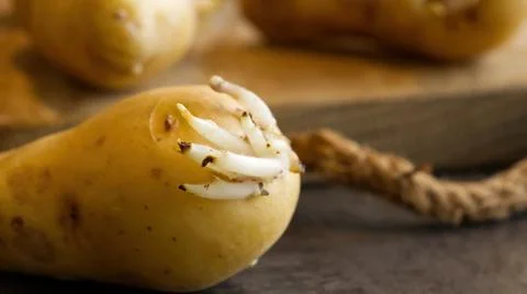 Sprouted seed potatoes on a dark table and wooden board Foto stock