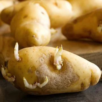 Sprouted seed potatoes on a dark table and wooden board Stock Photos