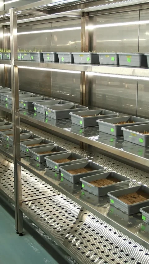 Sprouted seeds. growing germinating seeds of various grains, breeding crops, Stock Footage 314324227