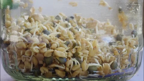 Sprouted seeds in a jar. Stock Footage 194976238