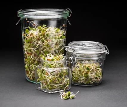 Sprouted seeds Stock Photos