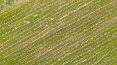 Sprouted shoots in the field form an abstract linear pattern, aerial view. Stock Footage 225416557