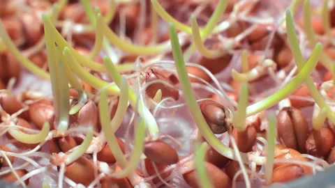Sprouted soybeans macro shot. Growing soybeans in the laboratory close-up. Stock Footage 234128375
