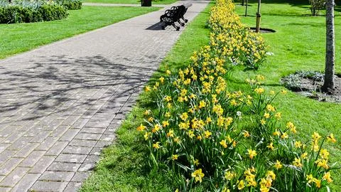 Sprouted spring flowers daffodils Stock Photos